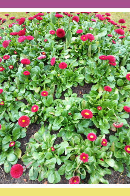 THE SECRET OF SPRING FLOWERS