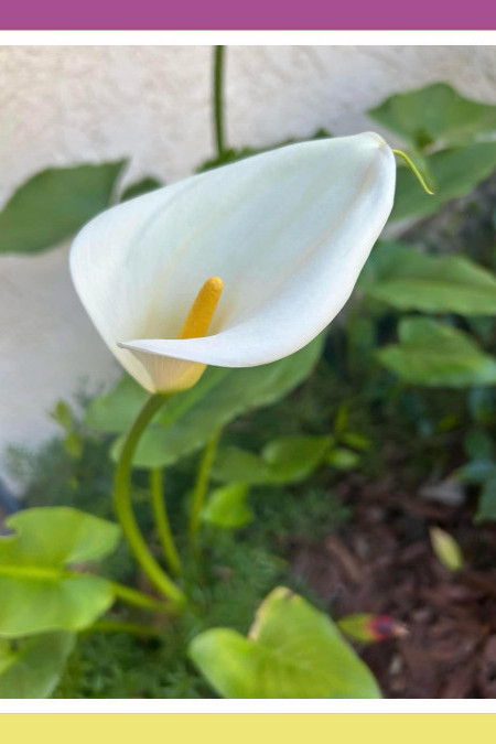 CALLA, THE LILY THAT ISN’T
