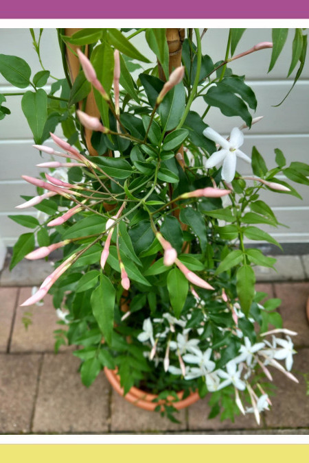 PINK JASMINE (Jasminum Polyanthum): A PRIZED BEAUTY