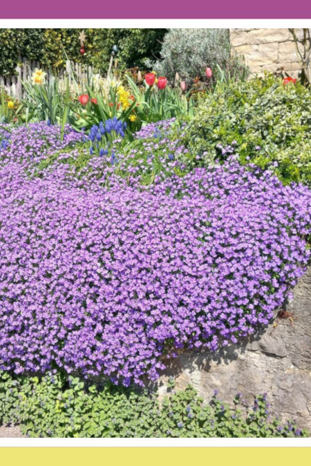 A BLOOM OF HOPE IN PURPLE